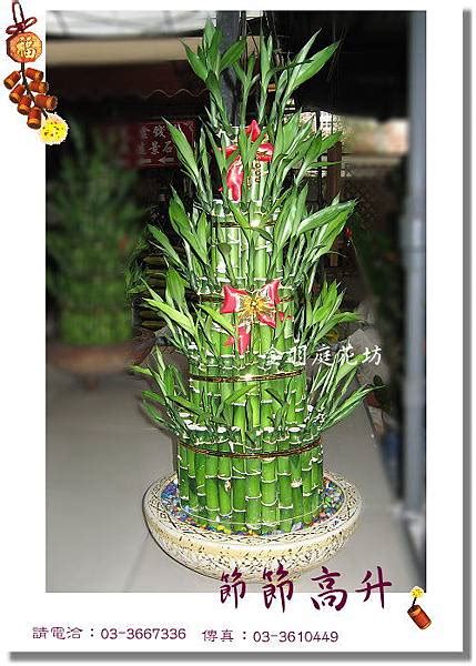 紅竹如何照顧 竹子可以做什麼